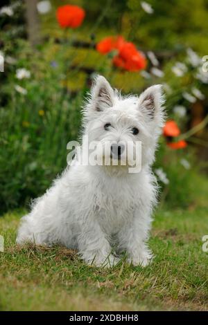 HUND. Ein weißer Terrier-Welpe aus dem West Highland Stockfoto