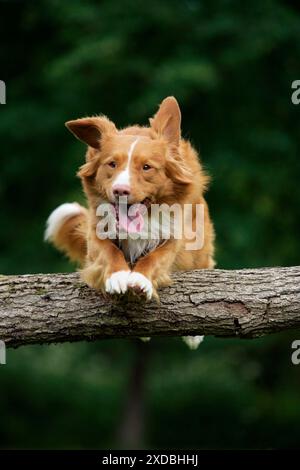 Hund. Neuschottische Ente, Maultier-Retriever Stockfoto