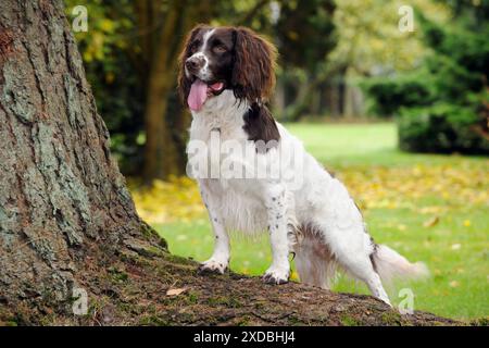 HUND. Englischer springer Spaniel, der auf Baumwurzel steht Stockfoto