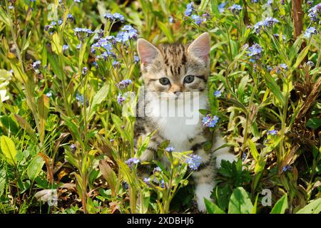 KAT. Kätzchen, die in Blumen sitzen Stockfoto