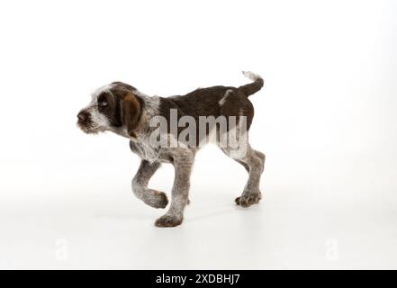 HUND. Spinone Hündchen Stockfoto