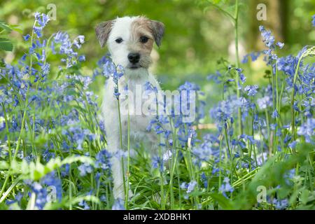 HUND - Jack russell Terrier steht in Glockenblöcken Stockfoto