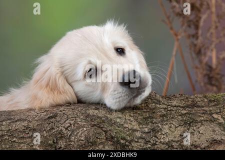 Hund - Golden Retriever - Hündchen, der Kopf auf Baumstamm aufliegt Stockfoto