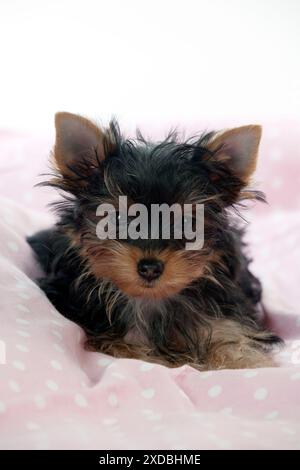 Yorkshire-Terrier-Welpe legt sich hin Stockfoto