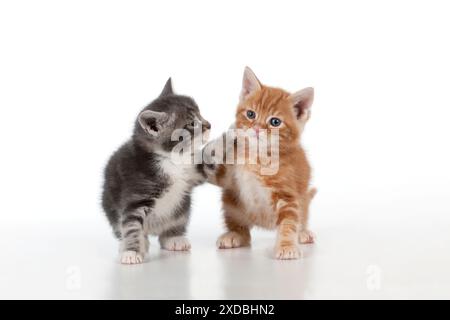 Katze - Ginger und graue Tabby-Kätzchen spielen Stockfoto