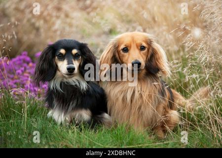 Miniatur Langhaarige Dackel sitzen zusammen Stockfoto