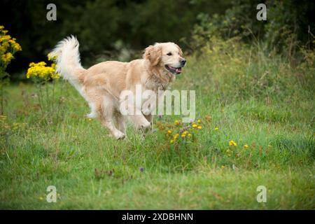 HUND - Goldener Retriever, der durch das Feld läuft Stockfoto