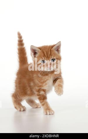 Katze - Ginger Tabby Kätzchen Stockfoto