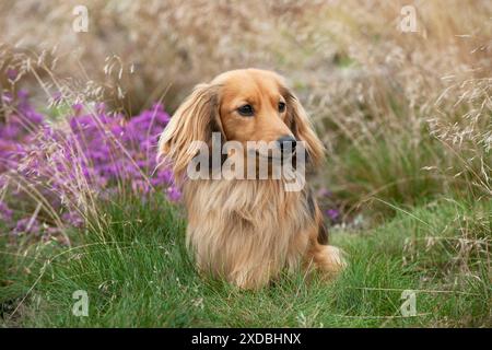 Miniatur-Langhaardackel Stockfoto