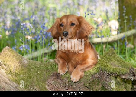 DOG - Miniatur-Dackel mit langen Haaren, der in Bluebells sitzt Stockfoto