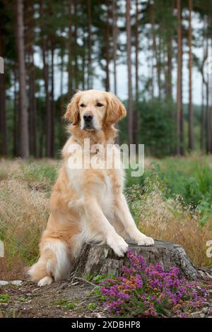 HUND - Goldener Retriever auf Baumstumpf Stockfoto