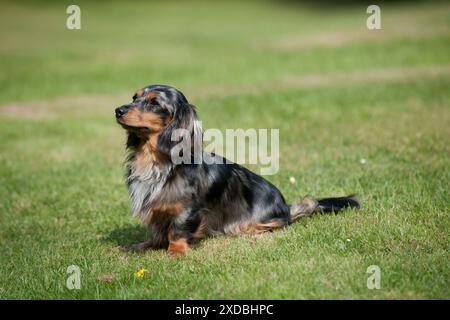 HUND – Miniatur-Dackel mit langen Haaren, der im Garten sitzt Stockfoto