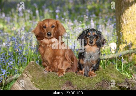 HUND – Miniatur-Dackel mit langen Haaren, die in Glockenblöcken sitzen Stockfoto