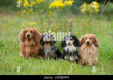 HUND – Miniatur-Dackel mit langen Haaren, die in einer Reihe sitzen Stockfoto