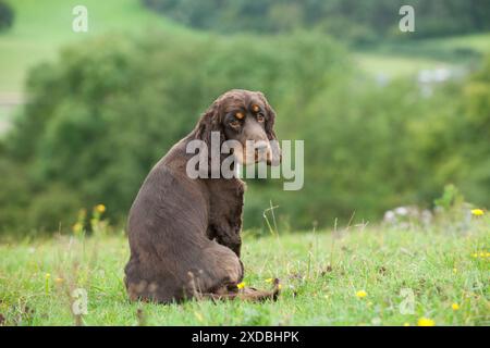 HUND - Cocker Spaniel sitzt und schaut über die Schulter Stockfoto
