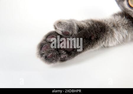 KATZE – Katzenfuß mit zusätzlichem Zeh (sechs) Stockfoto