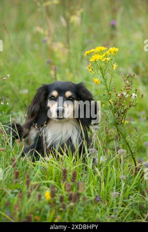 HUND - Miniatur-Dackel mit langen Haaren Stockfoto