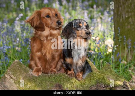 HUND – Miniatur-Dackel mit langen Haaren, die in Glockenblöcken sitzen Stockfoto