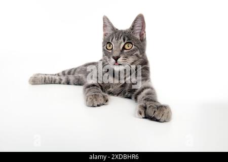 KATZE – graue Tabby-Katze mit Fuß und zusätzlichem Zeh (sechs) Stockfoto