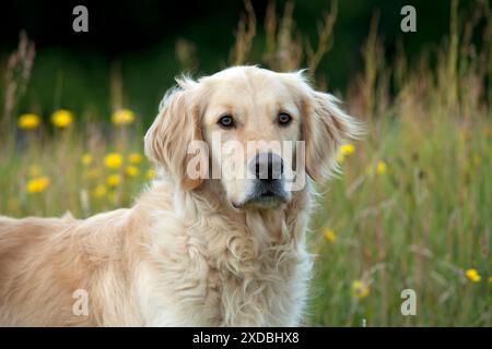 HUND - Golden Retriever (Kopfschuss) Stockfoto