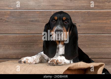 HUND - Basset-Hund, der in einer Kiste sitzt Stockfoto