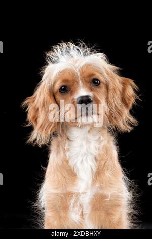 HUND - Cavapoo Stockfoto