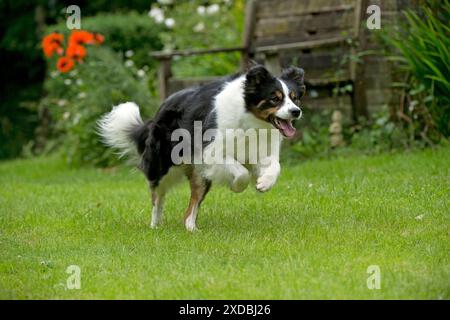 HUND - Border Collie, der durch den Garten läuft Stockfoto