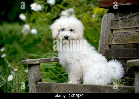 HUND - Bichon Frise X Poodle sitzt auf Gartenbank Stockfoto