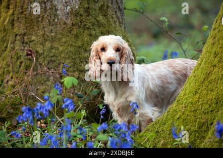 HUND - Cocker Spaniel (orange roan) - stehend zwischen den Leuten Stockfoto