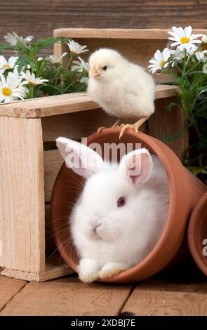 HASE & CHICK - Mini Elfenbein Satin Kaninchen - sitzend Stockfoto