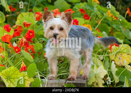 HUND - Yorkshire Terrier, der am Rand der Pflanzenkasten steht Stockfoto