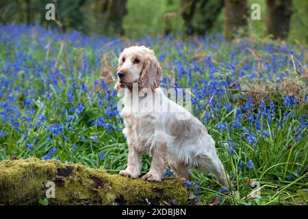 HUND - Cocker Spaniel (orange roan) in Blauglocken Stockfoto