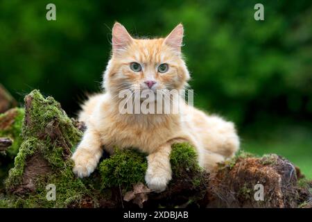 KATZE - Ingwerkatze. Auf moosbedeckten Baumstümpfen liegen. Stockfoto