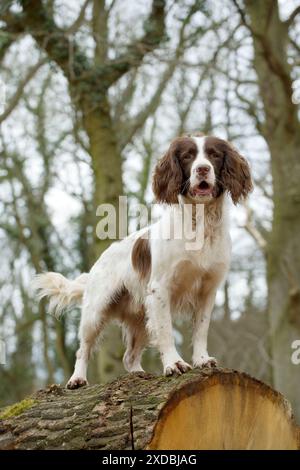 HUND - englischer springer Spaniel, der auf einem umgefallenen Baumstamm steht Stockfoto