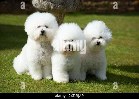 Hund - Bichon Frise Stockfoto