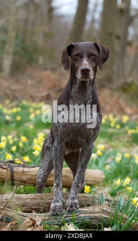 HUND - deutscher Kurzhaariger Zeiger, der auf gefallenem steht Stockfoto