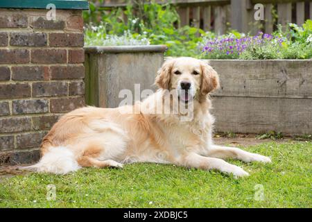 HUND - Goldener Retriever, der im Garten liegt. Stockfoto