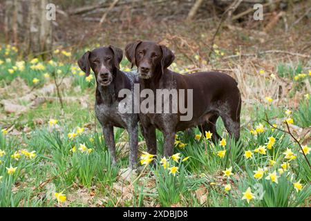 HUND - Deutscher Kurzhaarzeiger Stockfoto