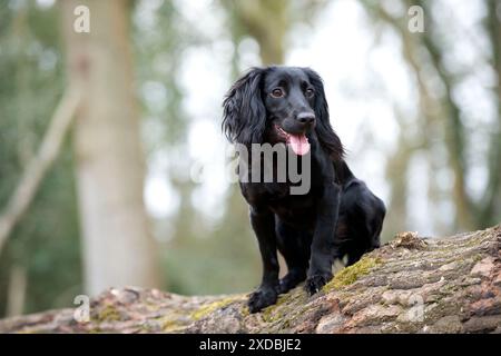 HUND – Cocker Spaniel steht auf einem umgefallenen Baumstamm Stockfoto