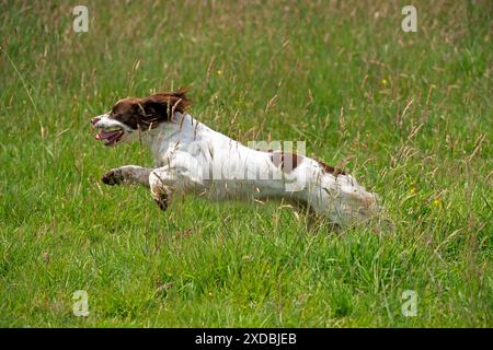 Hund Englischer Springer Spaniel Stockfoto