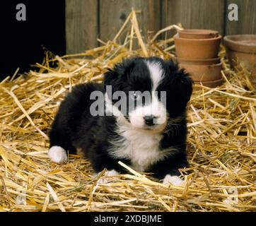 Border Collie Dog - Hündchen im Strohhalm Stockfoto