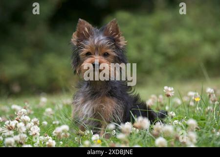 Hund Yorkshire Terrier 9 Wochen alter Welpe Stockfoto
