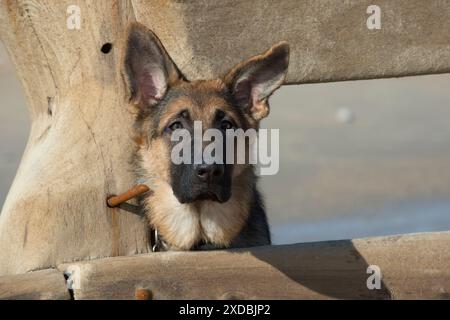 Hund Deutscher Schäferhund am Strand über Break Water Stockfoto