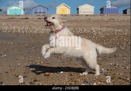 Hund Labradoodle spielt am Strand Stockfoto