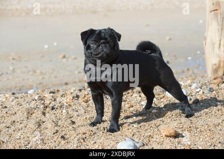 Hund Mops am Strand Stockfoto