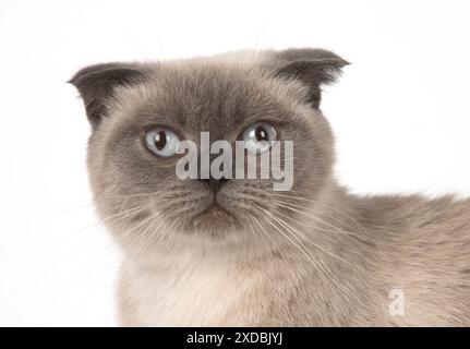 Cat Scottish Fold Stockfoto