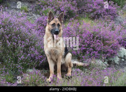 Hund Deutscher Schäferhund (Zobel) Stockfoto