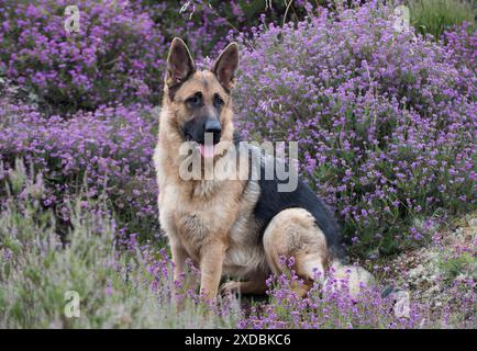 Hund Deutscher Schäferhund (Zobel) Stockfoto