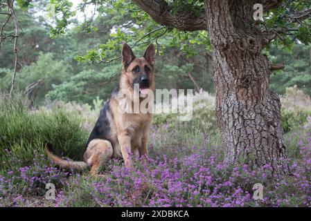 Hund Deutscher Schäferhund (Zobel) Stockfoto