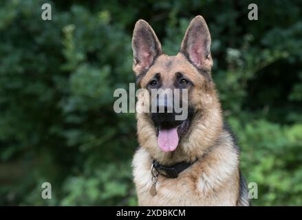 Hund Deutscher Schäferhund (Zobel) Stockfoto